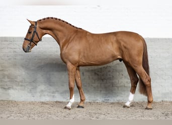 Belgian Warmblood, Stallion, 4 years, 16.1 hh