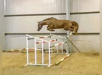 Belgian Warmblood, Stallion, 4 years, 16.2 hh, Chestnut-Red