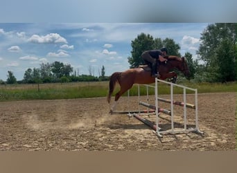 Belgian Warmblood, Stallion, 4 years, 16.2 hh, Chestnut-Red