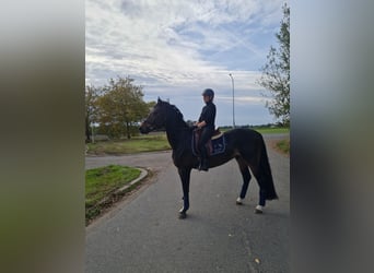 Belgian Warmblood, Stallion, 4 years, 16 hh, Bay-Dark