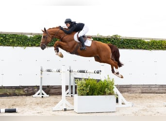 Belgian Warmblood, Stallion, 4 years, 16 hh, Chestnut-Red