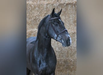 Belgian Warmblood, Stallion, 4 years, 16 hh, Gray