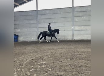 Belgian Warmblood, Stallion, 4 years, 16 hh, Smoky-Black