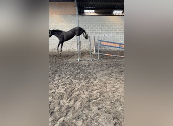 Belgian Warmblood, Stallion, 4 years, 16 hh, Smoky-Black