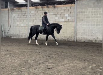 Belgian Warmblood, Stallion, 4 years, 16 hh, Smoky-Black