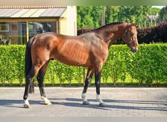Belgian Warmblood, Stallion, 4 years, 16,1 hh, Bay