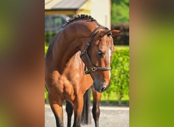 Belgian Warmblood, Stallion, 4 years, 16,1 hh, Bay