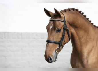 Belgian Warmblood, Stallion, 4 years, 16,1 hh