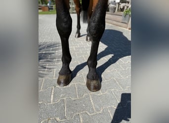 Belgian Warmblood, Stallion, 4 years, 16,2 hh