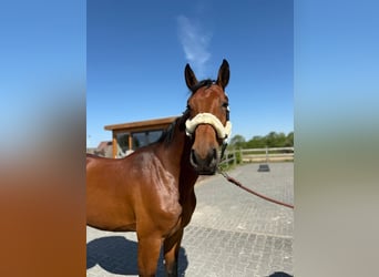 Belgian Warmblood, Stallion, 4 years, 16,2 hh