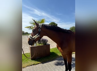 Belgian Warmblood, Stallion, 4 years, 16,2 hh