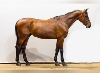 Belgian Warmblood, Stallion, 4 years, 16,2 hh