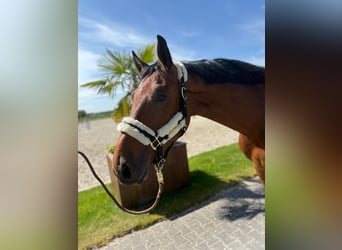 Belgian Warmblood, Stallion, 4 years, 16,2 hh