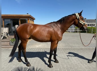 Belgian Warmblood, Stallion, 4 years, 16,2 hh