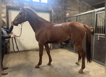 Belgian Warmblood, Stallion, 4 years, Chestnut-Red