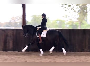 Belgian Warmblood, Stallion, 5 years, 16.2 hh, Bay-Dark