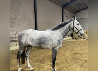 Belgian Warmblood, Stallion, 5 years, 16,3 hh, Gray