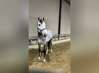 Belgian Warmblood, Stallion, 5 years, 16,3 hh, Gray