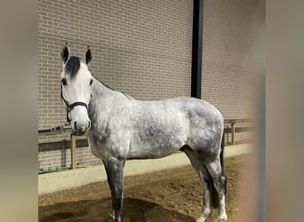 Belgian Warmblood, Stallion, 5 years, 16,3 hh, Gray