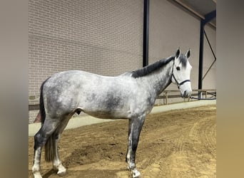 Belgian Warmblood, Stallion, 5 years, 16,3 hh, Gray