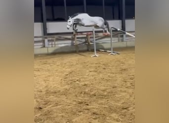 Belgian Warmblood, Stallion, 5 years, 16,3 hh, Gray