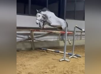 Belgian Warmblood, Stallion, 5 years, 16,3 hh, Gray