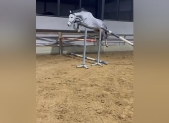 Belgian Warmblood, Stallion, 5 years, 16,3 hh, Gray