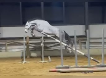 Belgian Warmblood, Stallion, 5 years, 16,3 hh, Gray