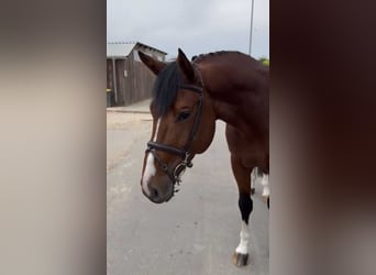 Belgian Warmblood, Stallion, 5 years, 16,2 hh, Bay