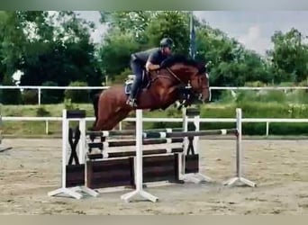 Belgian Warmblood, Stallion, 5 years, 16,2 hh, Bay