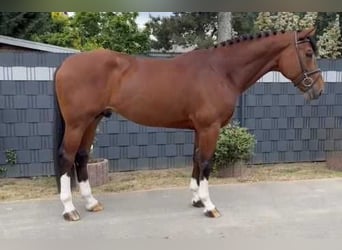 Belgian Warmblood, Stallion, 5 years, 16,2 hh, Bay
