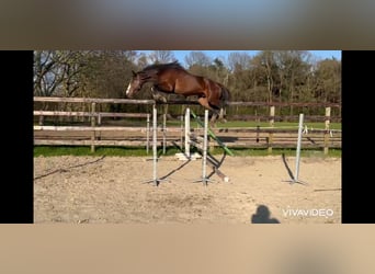 Belgian Warmblood, Stallion, 5 years, 17 hh, Bay-Dark