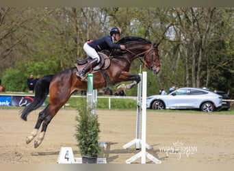 Belgian Warmblood, Stallion, 8 years, 16.2 hh, Brown