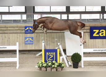 Belgian Warmblood, Stallion, 8 years, 16,2 hh, Chestnut-Red