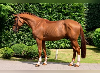 Belgian Warmblood, Stallion, 8 years, 16,2 hh, Chestnut-Red