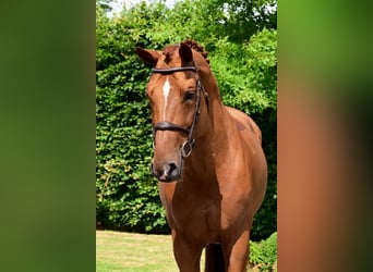Belgian Warmblood, Stallion, 8 years, 16,2 hh, Chestnut-Red