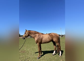 Belgian Warmblood, Stallion, 9 years, 16,2 hh, Chestnut