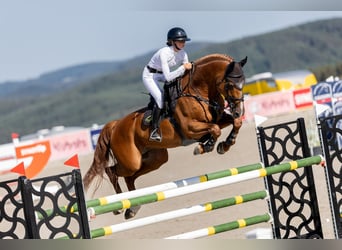 Belgian Warmblood, Stallion, 9 years, 16,2 hh, Chestnut