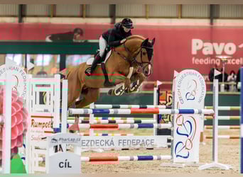 Belgian Warmblood, Stallion, 9 years, 16,2 hh, Chestnut