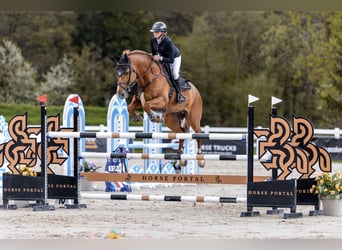 Belgian Warmblood, Stallion, 9 years, 16,2 hh, Chestnut