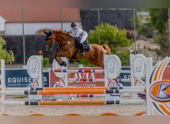 Belgian Warmblood, Stallion, 9 years, 16,2 hh, Chestnut