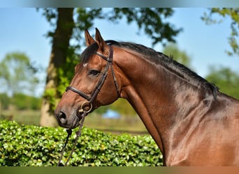 Belgian Warmblood, Stallion, 19 years, 16.2 hh, Brown