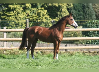 Belgian Warmblood, Stallion, 26 years, 16.3 hh, Chestnut-Red