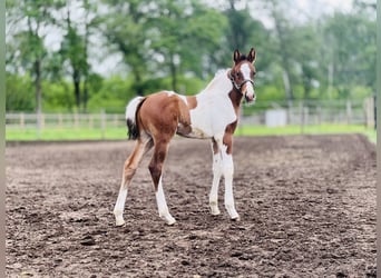 Belgian Warmblood, Stallion, Foal (05/2024), 14.1 hh, Pinto