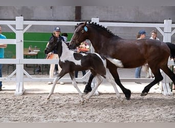 Belgian Warmblood, Stallion, Foal (05/2023), 15.2 hh, Tobiano-all-colors