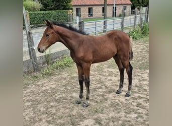 Belgian Warmblood, Stallion, Foal (05/2025), 16.1 hh, Brown