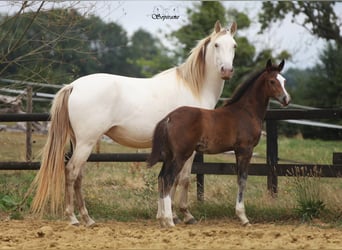 Belgian Warmblood, Stallion, Foal (05/2026), 16.2 hh, Smoky-Black
