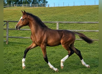 Belgian Warmblood, Stallion, Foal (05/2026), 16.2 hh, Smoky-Black