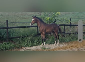 Belgian Warmblood, Stallion, Foal (05/2026), 16.2 hh, Smoky-Black