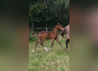 Belgian Warmblood, Stallion, Foal (05/2025), 17 hh, Brown